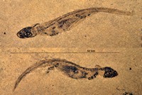 Sclerocephalus haüséri